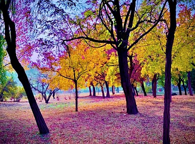 Autumn Colors, 2024